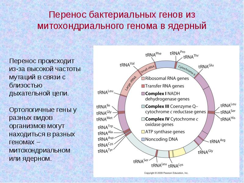 Организация и эволюция ядерного генома презентация