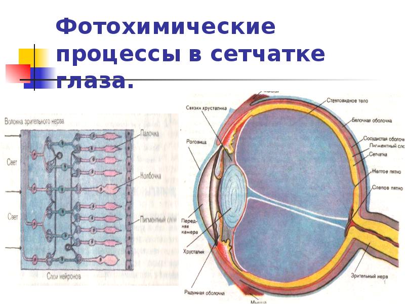 Для желтого пятна сетчатки характерно