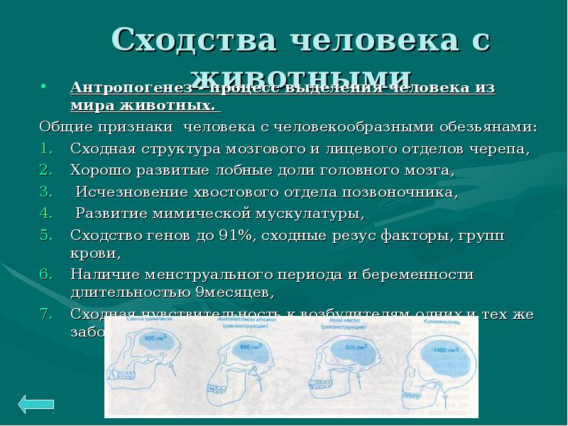 Сходство человека с животными и отличие от них презентация