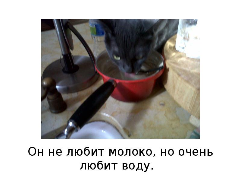 Я очень люблю воду. Не любит молоко. жук любит молоко нл не любит воду.