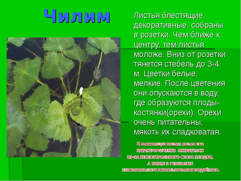 Растения и животные калужской области презентация