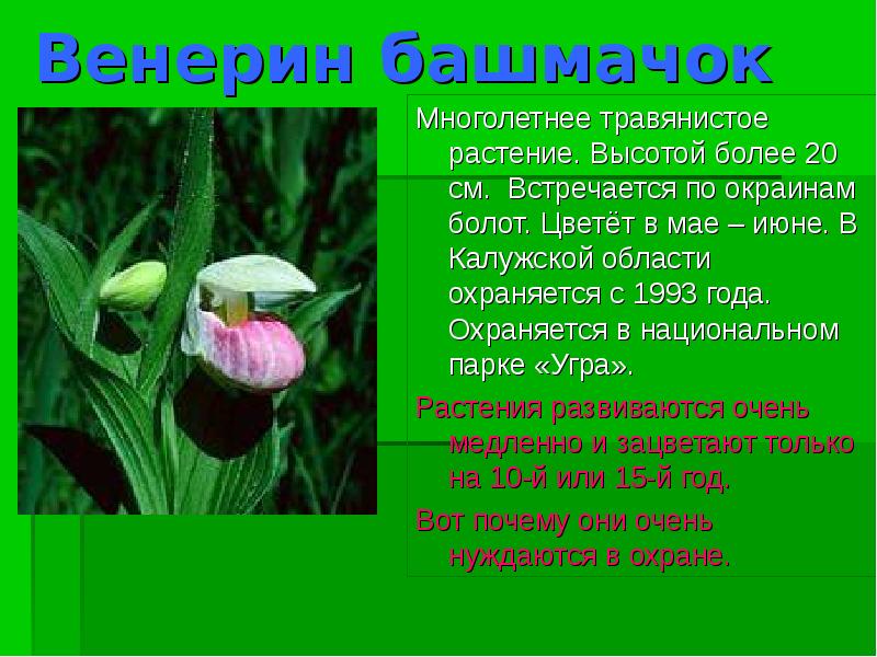 Мир башмачков. Венерин башмачок красная книга. Венерин башмачок описание. Растения занесенные в красную книгу Венерин башмачок.