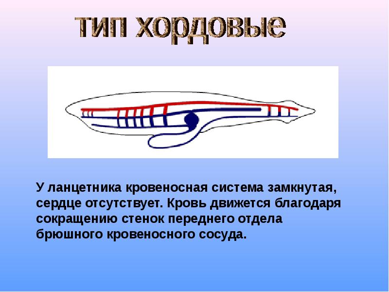 Типы кровеносной системы. Кровеносная система хордовых ланцетник. Кровеносная система система ланцетника. Кровеносная система ланцетника 7 класс. Тип кровеносной системы у ланцетника.