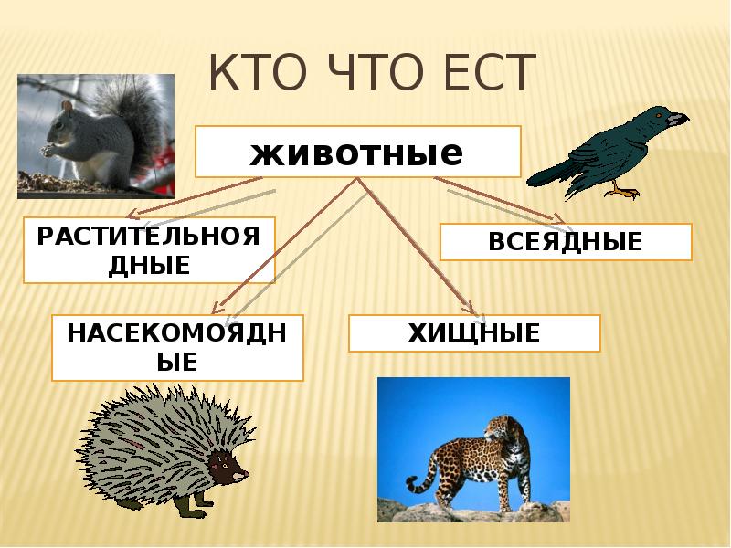 Кто что ест презентация 3 класс окружающий мир плешаков презентация