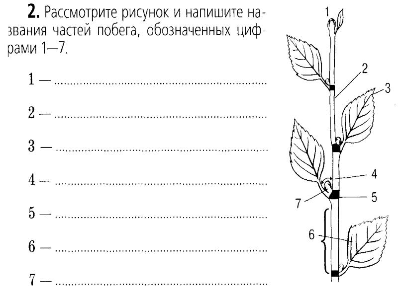 Рассмотрите изображение побега и выполните задание покажите стрелками и подпишите на рисунке лист