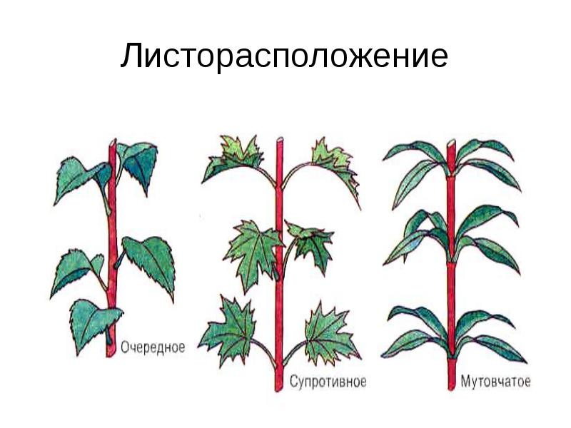 Какой тип листорасположения изображен на рисунке