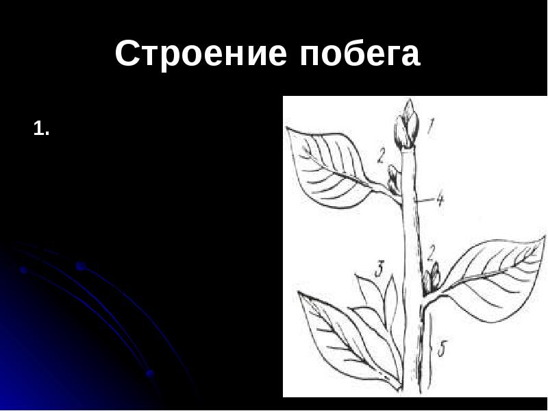 Строение побега презентация