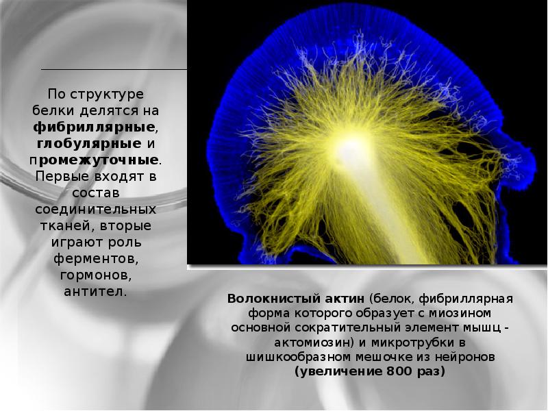 Фибриллярные белки презентация