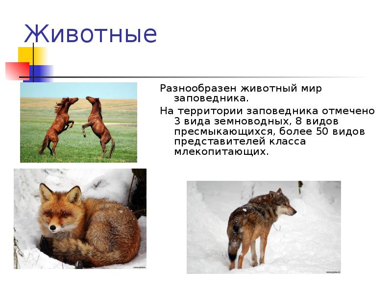 Животные Разнообразен животный мир заповедника. На территории заповедника отмечено 3 вида