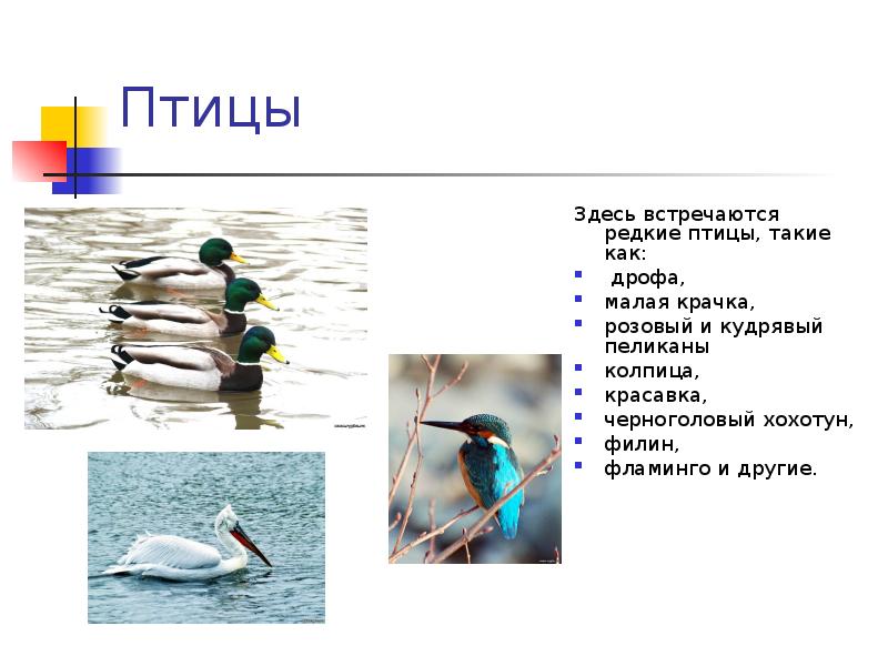 Птицы Здесь встречаются редкие птицы, такие как:  дрофа,  малая