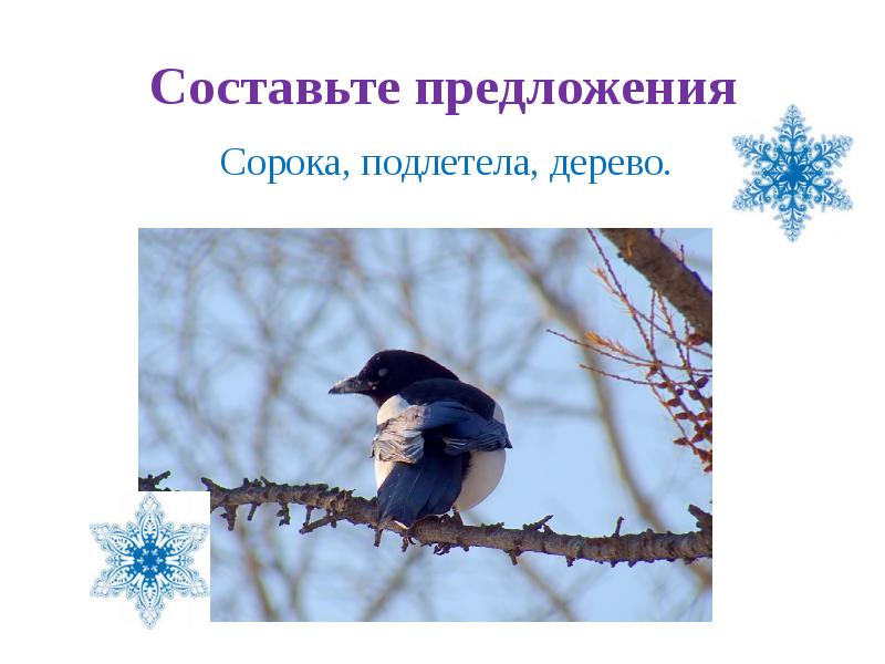 40 предложений. Предложение про сороку. Придумать предложение про сороку. Предложение про сороку 2 класс. Предложения про сорок.