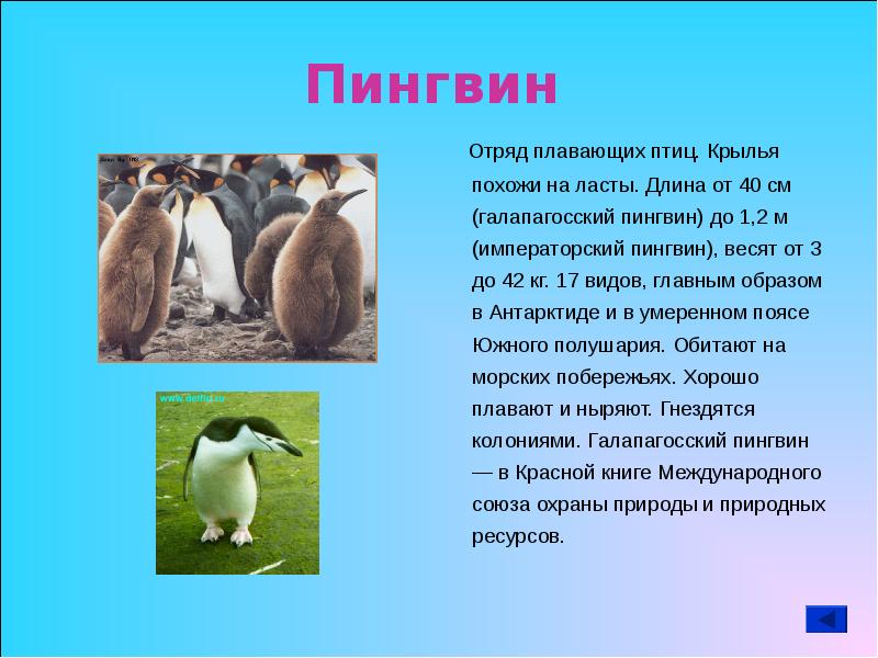 Рассказ про пингвина 1 класс. Характеристика отряда Пингвинообразные. Описание пингвина. Отряд пингвины общая характеристика. Представители отряда пингвины.