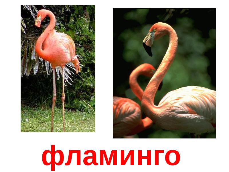Фламинго сообщение