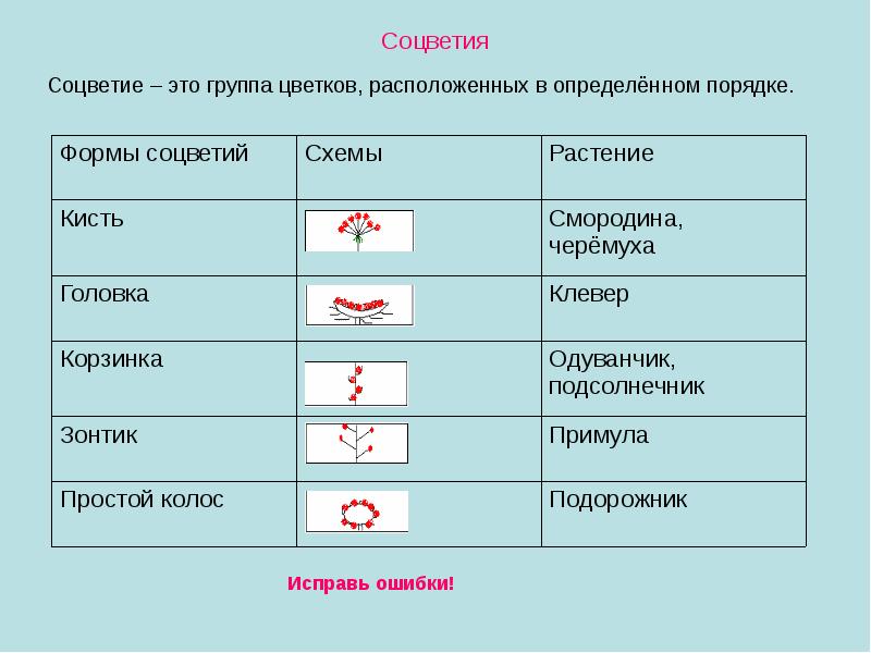 Расположите растения в порядке. Группа цветков расположенных в определенном порядке. Соцветия группа цветков расположенных в определенном порядке. Соцветие группа цветков. Группы соцветий цветков кисть.