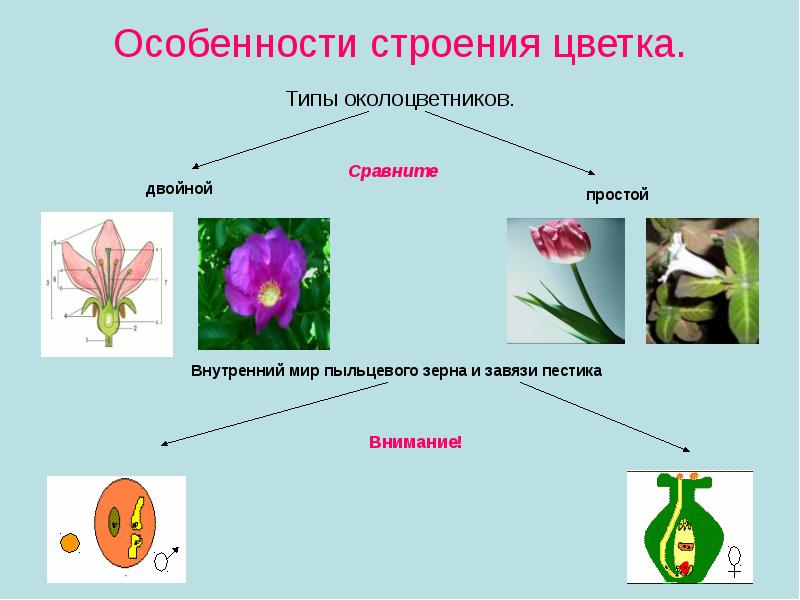 Простой тип околоцветника. Петуния околоцветник. Типы околоцветника. Околоцветник однодольных растений. Околоцветник розы.