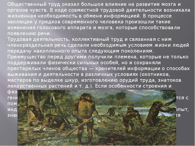 На развитие человека оказывает влияние. Роль труда в эволюции человека. Факторы эволюции предшественников людей. Факторы повлиявшие на эволюцию человека. Что повлияло на развитие человека.