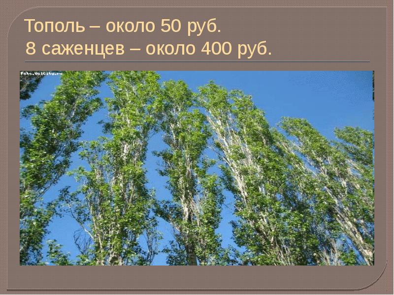 Тополь инструкция. Тополь вблизи. Тополя в ряд. Тополь герой. Деиз Тополь.