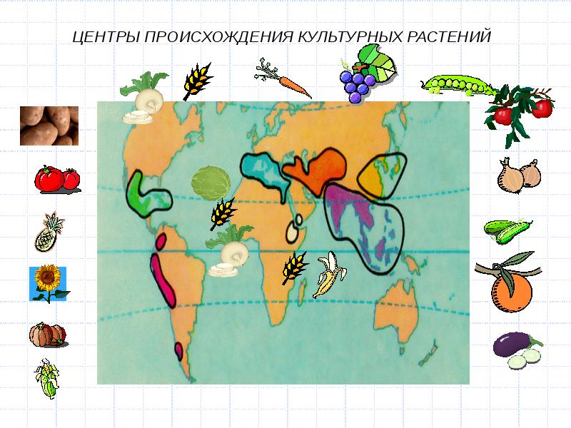 Происхождение культурных растений. Центры происхождения культурных растений на карте мира. Центральноамериканский центр происхождения культурных растений. Растение центр происхождения культурных растений. Тропический центр происхождения культурных растений.