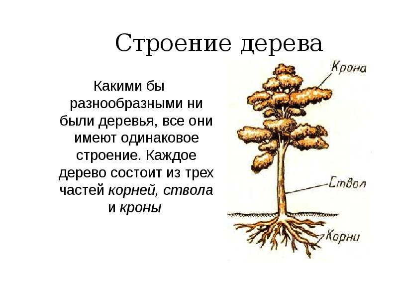 Презентация строение. Строение дерева. Дерево состоит из. Структура корня дерева. Строение кроны дерева.