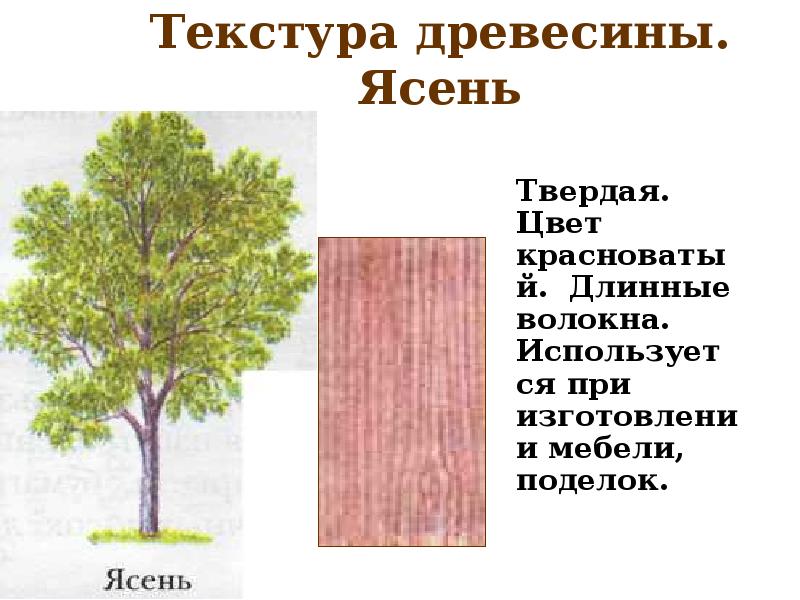 Характеристики ясеня. Структура дерева ясень. Ясень цвет древесины.