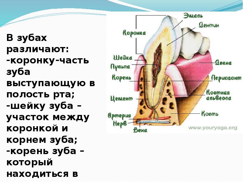 Строение зуба презентация