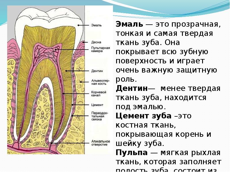В чем особенность строения дентина какую. Строение зуба. Части строения зуба. Строение зуба человека.