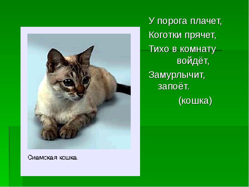 У порога плачет коготки прячет тихо в комнату войдет замурлычет запоет