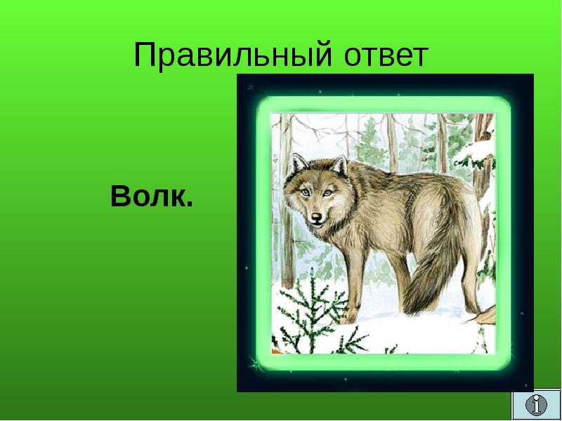 Составить слово волка. Волк ответы. Сколько Волков на картинке правильный ответ. Загадка с отгадкой волк научная. Игра Найди Волков ответ.