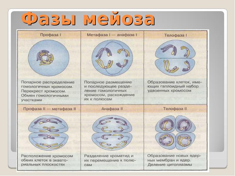 Этапы деления клетки 6. Фазы мейоза 1 и 2 таблица. Фазы мейоза таблица 9 класс. Мейоз профаза метафаза анафаза телофаза таблица. Этапы мейотического деления клетки..