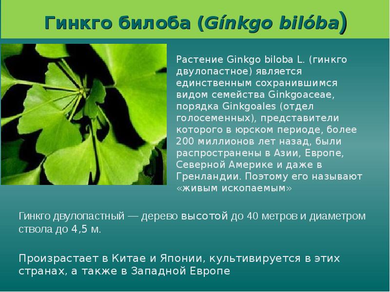 Гинкго дерево описание. Растение гинкго двулопастный. Гинкго билоба характеристика растения. Гинкго двулопастный царство. Гинкго двулопастный ареал.