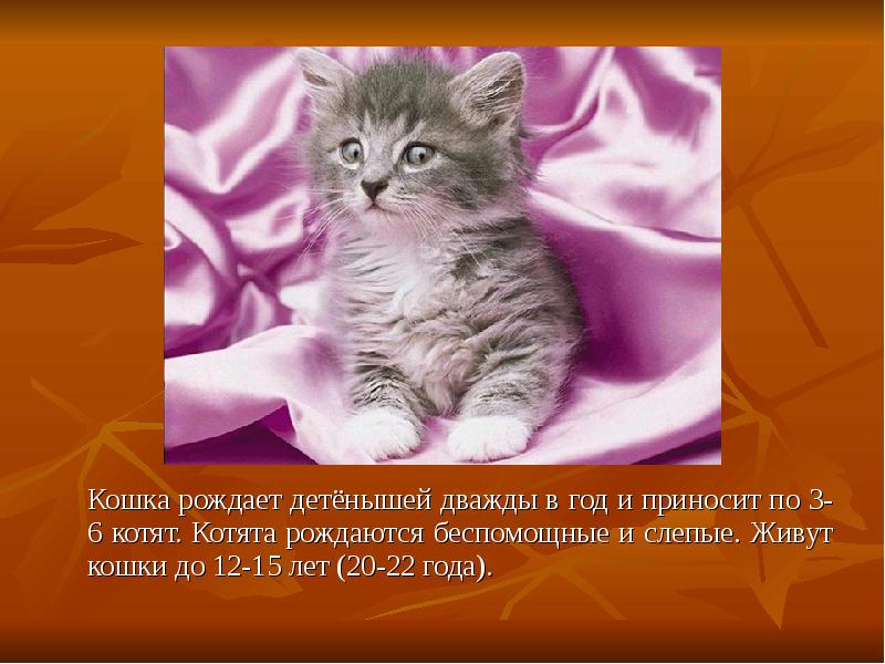 Проект про котят