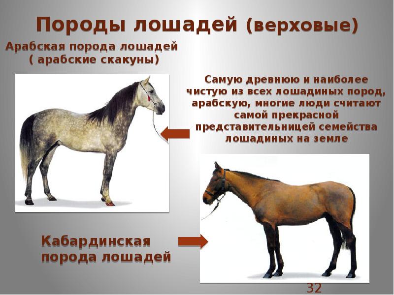 Породы лошадей с фотографиями. Породы лошадей с фотографиями и названиями. Характеристика пород лошадей. Породы лошадей с фото и описанием. Сообщение о породе лошадей.