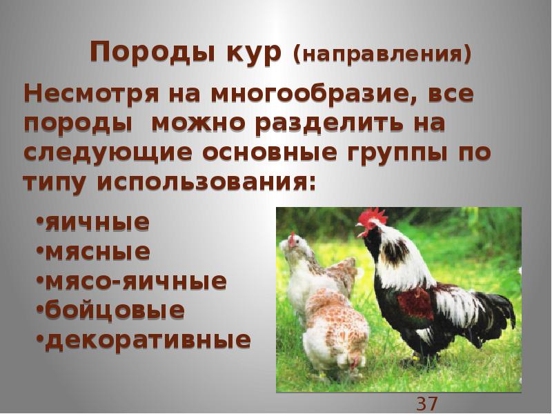 Проект про куриц