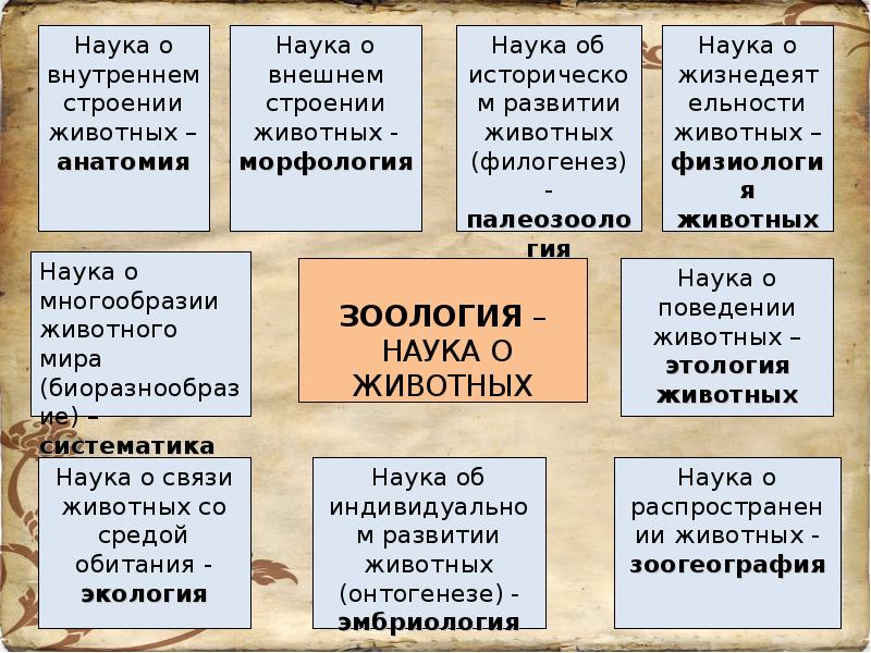 Характеристика царства животных 5 класс биология презентация