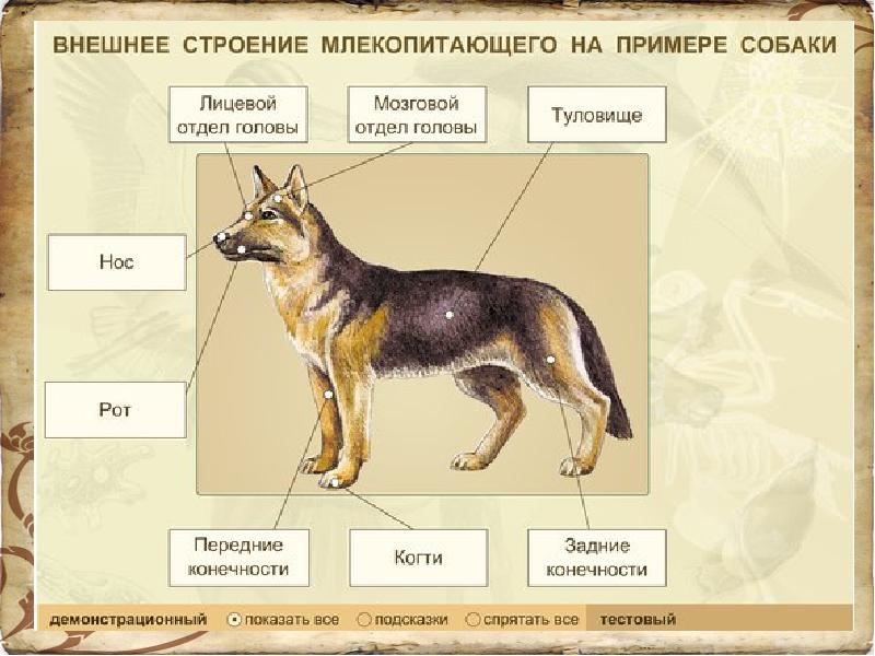 Части тела собаки картинки для детей