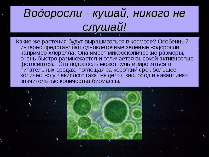 Вклад зеленых водорослей в развитие космонавтики проект 6 класс