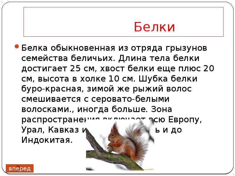 Температура белки. Описание белки. Белка животное описание. Белка обыкновенная описание. Белка описание научное.