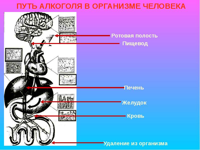 Размножение и развитие человека презентация