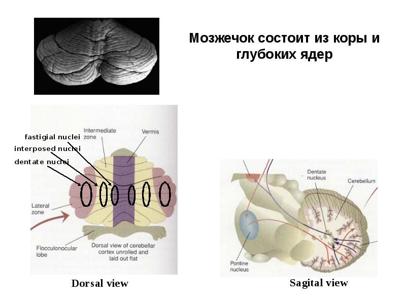 Функции мозжечка презентация