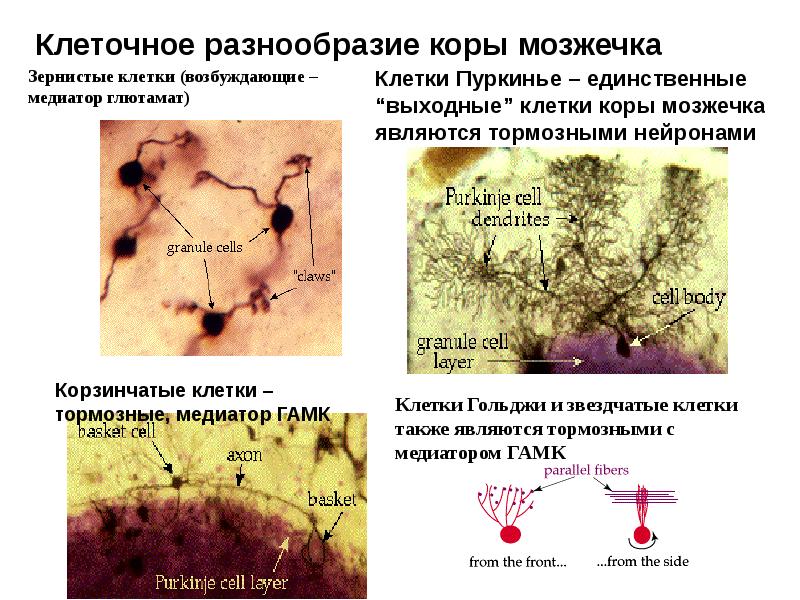 Клеточный состав коры мозжечка. Препарат кора мозжечка клетки пуркинье. Клетки гольджи мозжечка. Клетки гольджи мозжечка. Кора мозжечка анатомия.