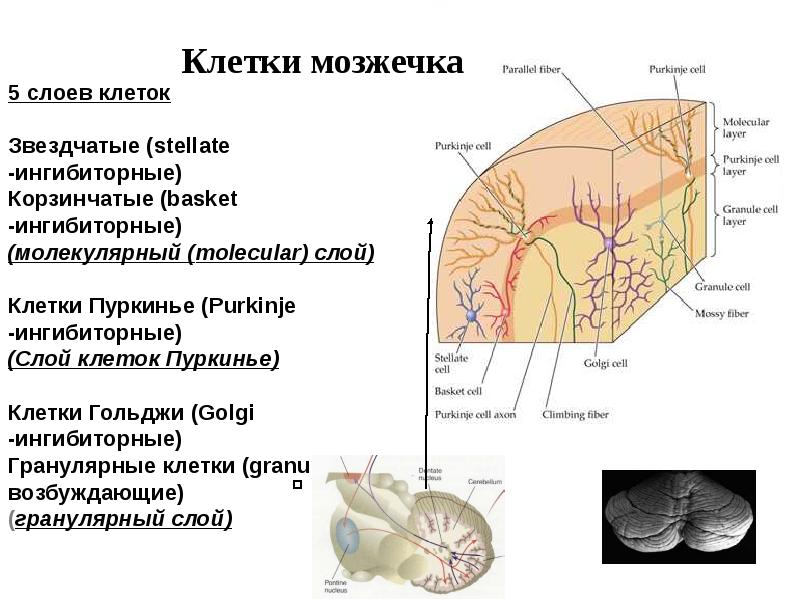 Схема межнейронных связей в коре мозжечка