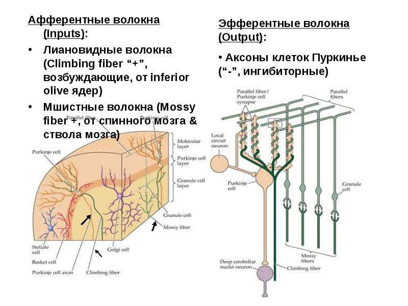 Мозжечок волокна. Афферентные волокна коры мозжечка. Афферентные проводящие пути мозжечка. Эфферентные пути мозжечка схема. Нервных волокон коры мозжечка.