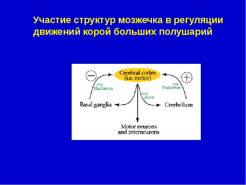 Регуляция движений. Роль коры больших полушарий в регуляции дыхания. Значение коры больших полушарий в регуляции дыхания. Роль коры в регуляции дыхания. Роль коры больших полушарий в дыхании.