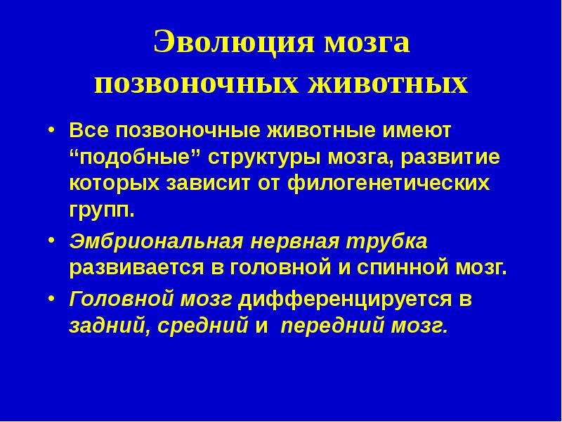 Состав подобен. Сравнение головного мозга позвоночных животных. Эволюция мозга. Железистоподобные структуры.