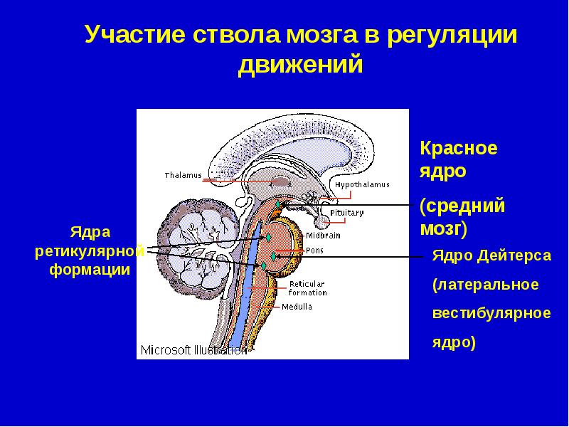 Вестибулярные ядра ствола мозга это вторичный центр