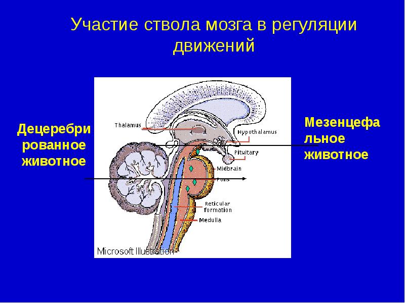 В состав ствола мозга входят. Ствол мозга. Ствол мозга участие в регуляции. Роль ствола мозга в регуляции двигательной системы. Роль стаола мощгав движении.