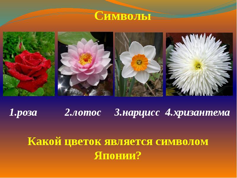 Какой цветок считают. Растение символ России. Цветок символ России. Национальный символ России цветок. Какой цветок является символом Японии.