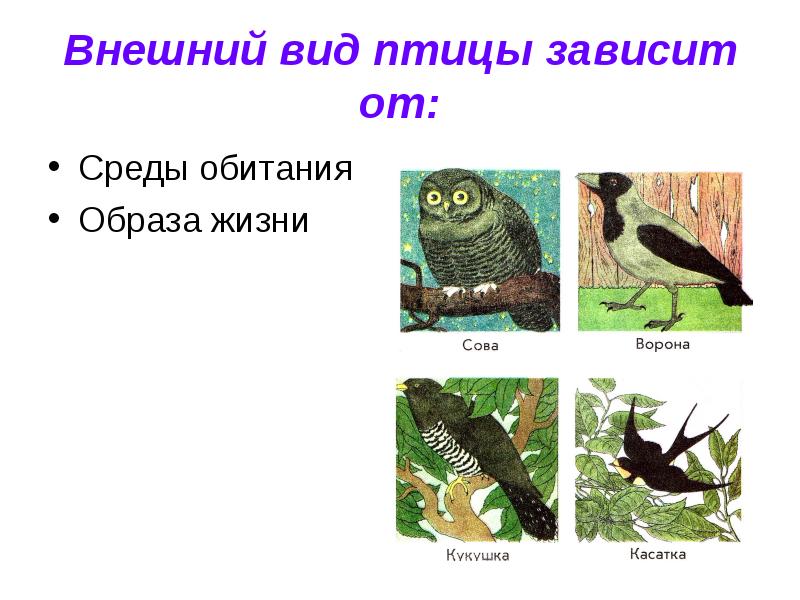 Среда обитания и образ. Среда обитания птиц. Среда обитания и образ жизни птиц. Среда обитания у птиц у птиц. Средой обитания птиц является.