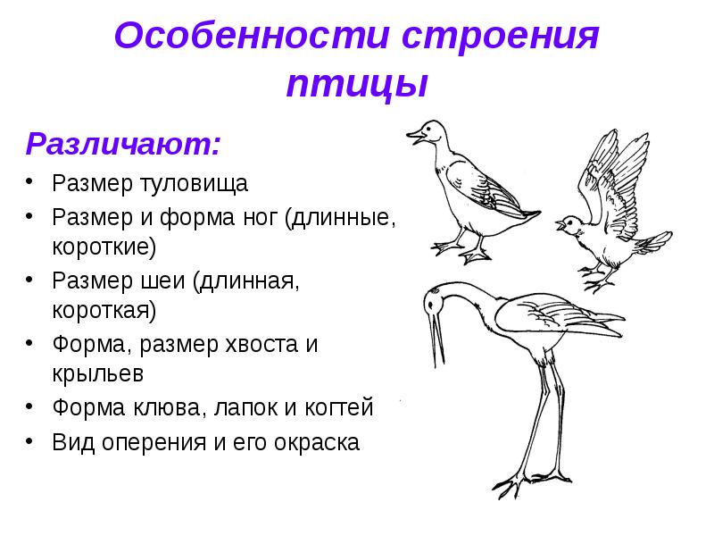 Таблица внешнее строение птиц форма тела