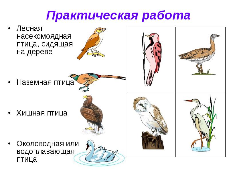 Насекомоядные птицы это. Лесные птицы Насекомоядные. Насекомоядные и водоплавающие птицы. Насекомоядные перелетные птицы. Насекомоядные птицы примеры.